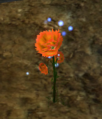 File:Homegrown Koda's Blossom.jpg