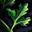 Parsley Leaf.png