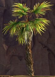 Palm Tree.jpg