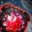 Blood Moon Shield