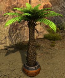 Potted Fern Tree.jpg