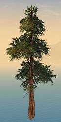 Sparse Drizzlewood Coast Tree.jpg