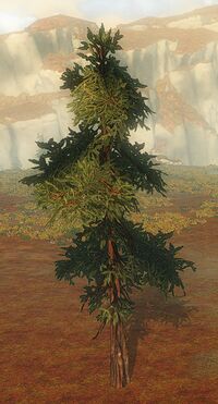 Sparse Drizzlewood Coast Tree.jpg