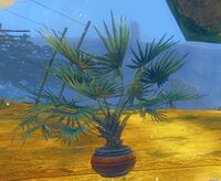 Potted Lady Palm.jpg