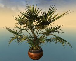 Potted Lady Palm.jpg