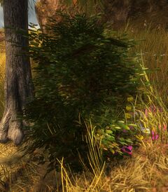 Suspicious Bush (Lowland Shore).jpg