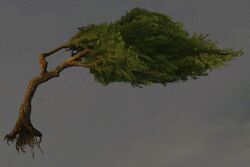 Meditative Windswept Tree.jpg