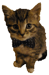 User Forgreatsource Bowtiekitty.gif