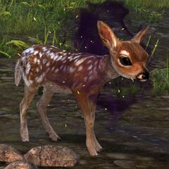 Fawn (Sickly).jpg