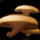 Edible Mushroom.png