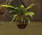 Potted Jungle Grass.jpg