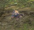 Swimming crab