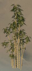 Large Bamboo Clump.jpg