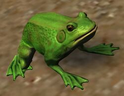 Frog (Janthir).jpg