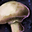 Mushroom.png