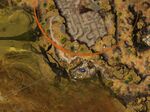 Tales of the Lowland Wisps 14 map.jpg