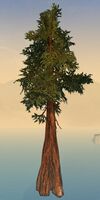 Thick Drizzlewood Coast Tree.jpg