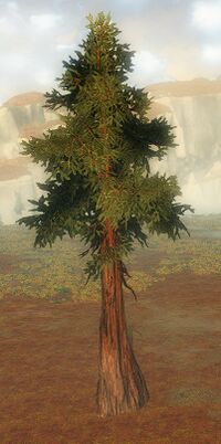 Thick Drizzlewood Coast Tree.jpg