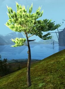 Pine Sapling.jpg