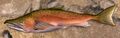 Coho Salmon (land).jpg