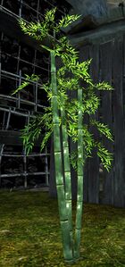 Bamboo Sapling.jpg