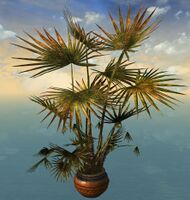 Potted Fan Palm.jpg