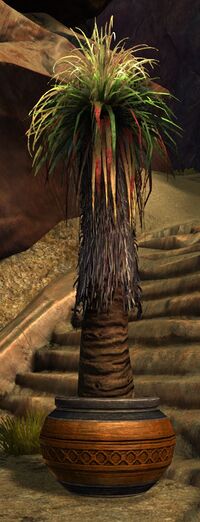 Potted Petticoat Palm.jpg