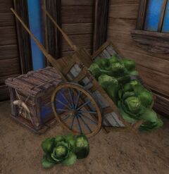 Cabbage (Lowland Shore).jpg